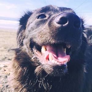 Meet your Posher, Alexa